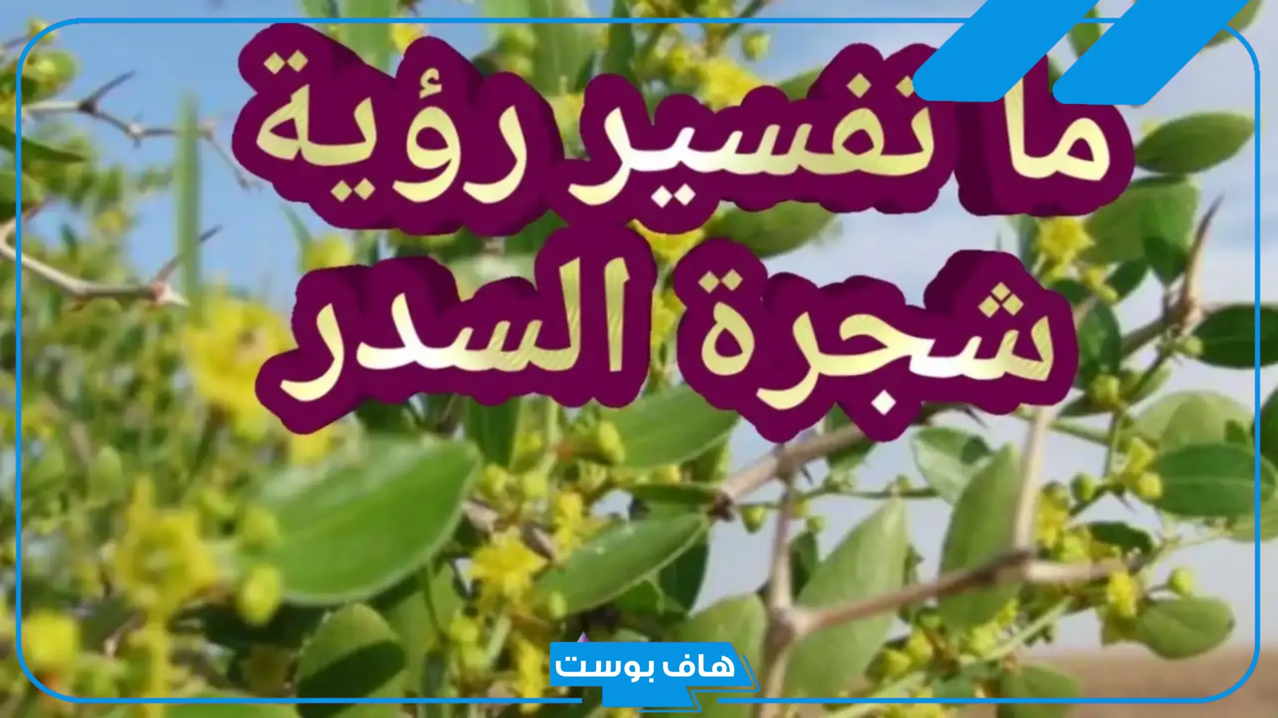 تفسير حلم رؤية السدر في المنام المطحون للعزباء والمتزوجة لابن سيرين