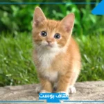 تفسير الحلم بالحيوانات في المنام لابن سيرين للمتزوجة والحامل والعزباء