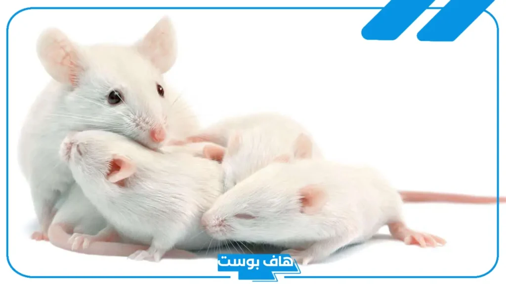 تفسير الحلم بالفار الابيض للمرأة المتزوجة والعزباء في المنام لابن سيرين