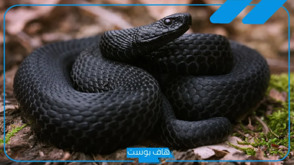 تفسير رؤية الحية السوداء في المنام للعزباء والمتزوجة لابن سيرين