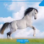 تفسير حلم الخيل الابيض في المنام للعزباء والمتزوجة لكبار العلماء