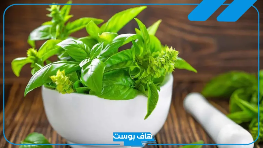تفسير رؤية الريحان في المنام للعزباء والمتزوجة لابن سيرين