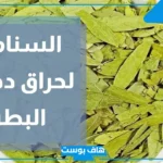 تجربتي مع السنامكي للتنحيف والتخلص من الدهون.. فوائد السنامكي للرجيم