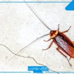 تفسير حلم الحشرات الصغيره في المنام للمتزوجة داخل المنزل للعالم ابن سيرين