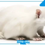 تفسير الحلم بالفار الابيض للمرأة المتزوجة والعزباء في المنام لابن سيرين