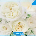 تفسير الحلم بالورد الابيض في المنام لابن سيرين للمطلقة والمتزوجة والعزباء