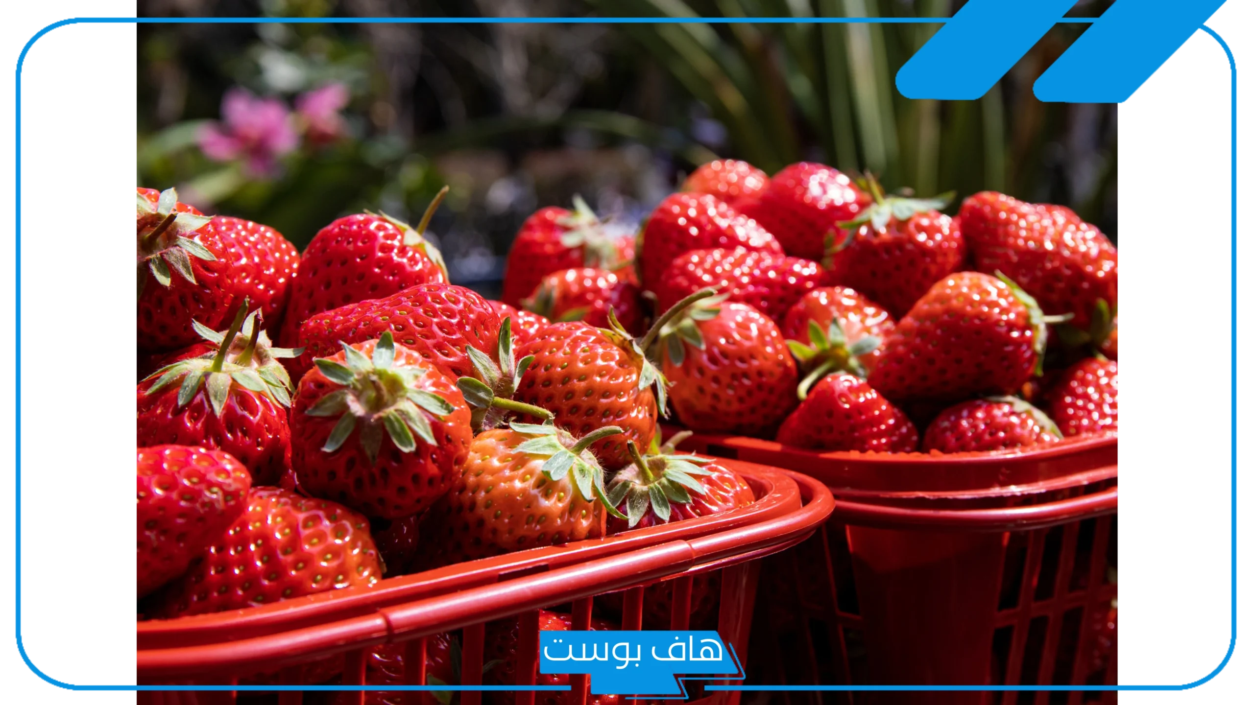 تفسير حلم رؤية الفراولة في المنام للعزباء والحامل وأكلها لابن سيرين