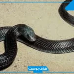 تفسير حلم الحية السوداء في البيت تهاجمني للمتزوجة لابن سيرين