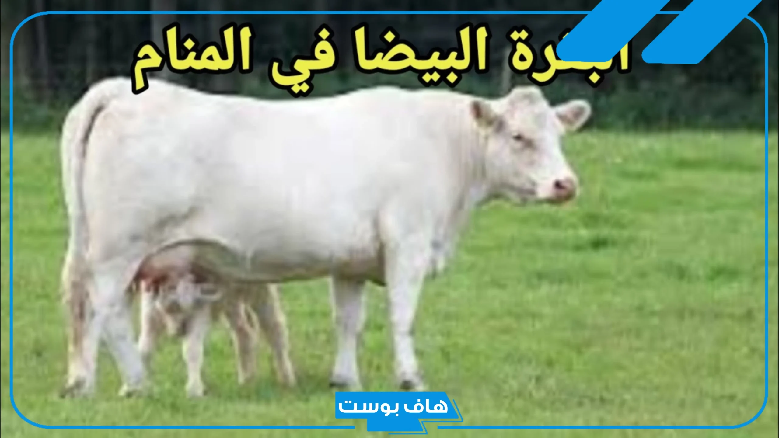 حلمت بقره في المنام للرجل والمرأة المتزوجة والعزباء لابن سيرين