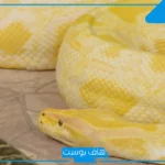 تفسير الحلم بالثعبان الاصفر للمتزوجه والرجل في المنام لابن سيرين