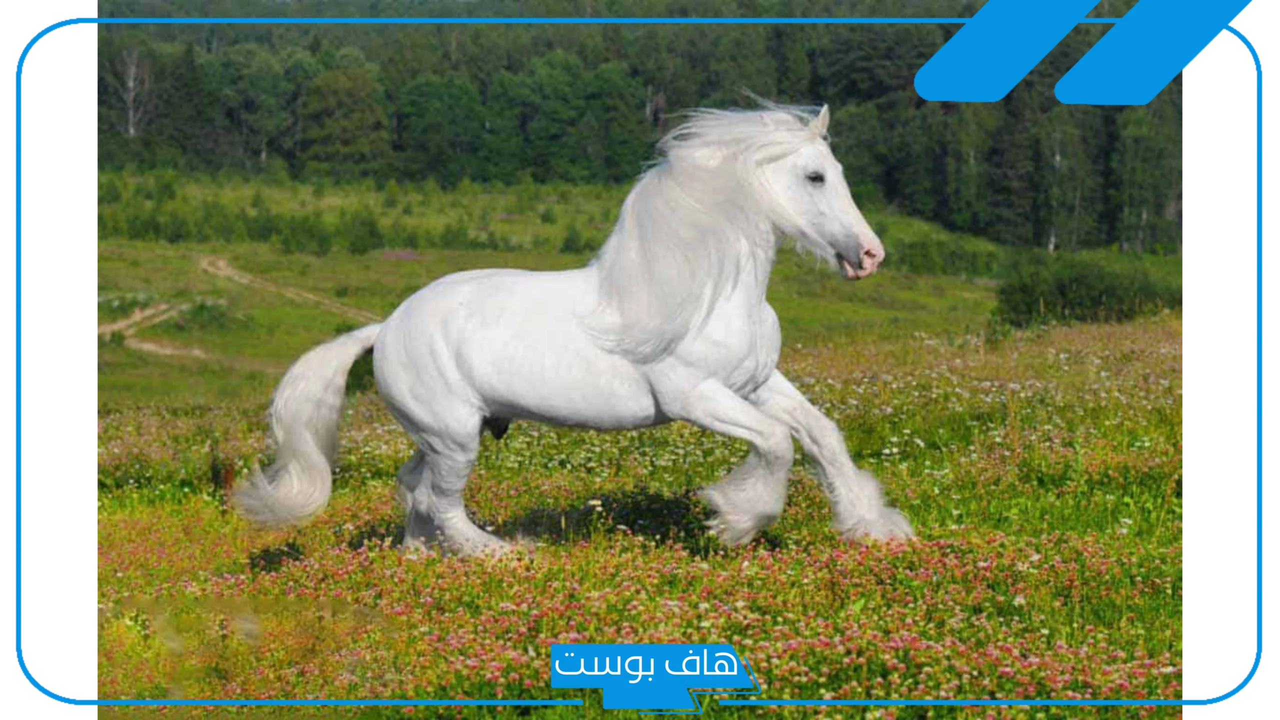 تفسير حلم الخيل الابيض في المنام للعزباء والمتزوجة لكبار العلماء