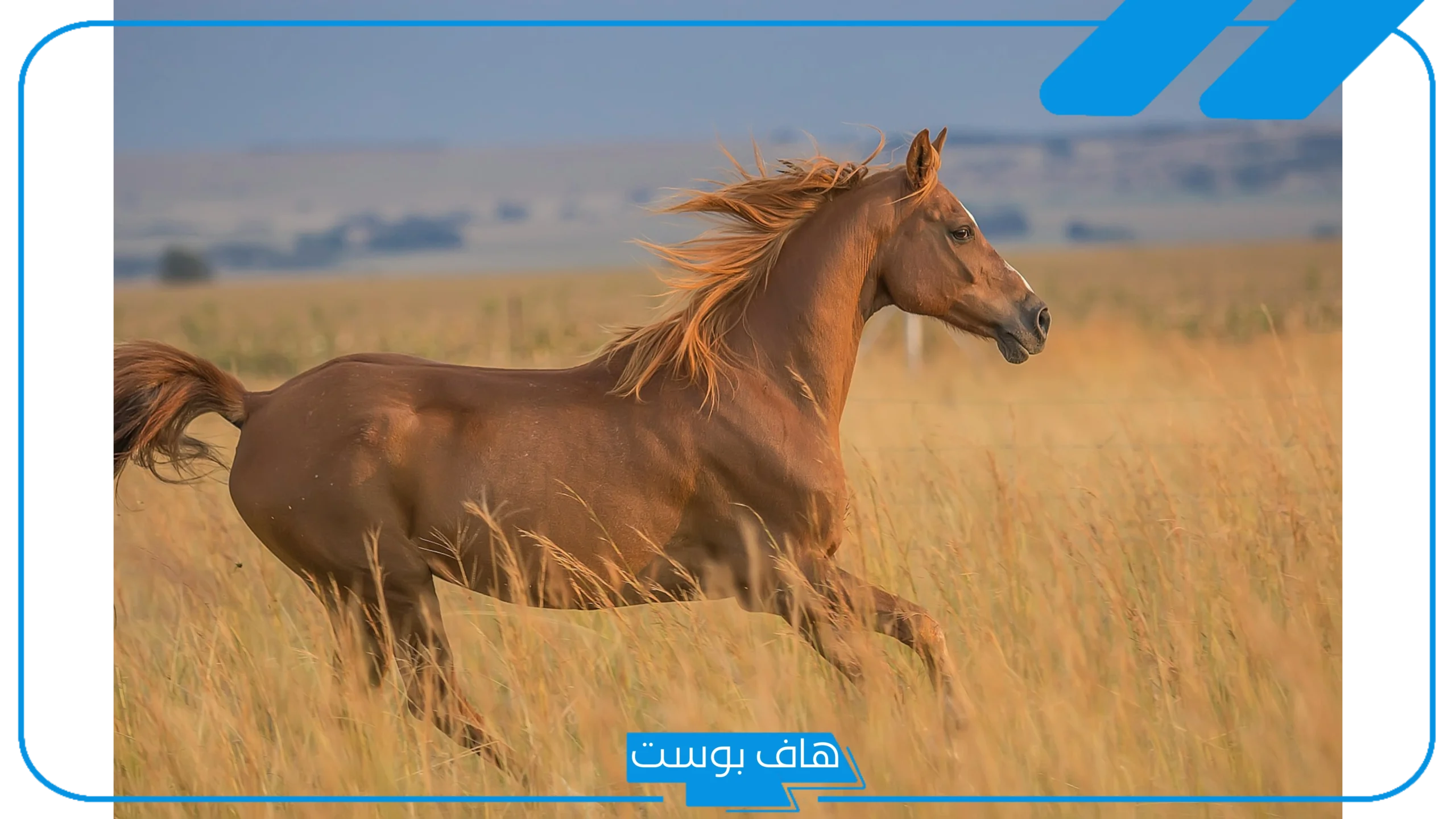 تفسير حلم رؤية حصان بني غامق لابن شاهين في المنام