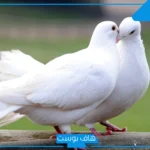 تفسير حلم الحمام الابيض في المنام للعزباء والمتزوجة لابن سيرين