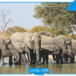 تفسير حلم الحيوانات في المنام للمتزوجة ورموزها للعالم ابن سيرين