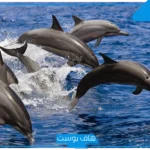 تفسير حلم رؤية الدلفين في المنام لابن شاهين للمطلقة والمتزوجة