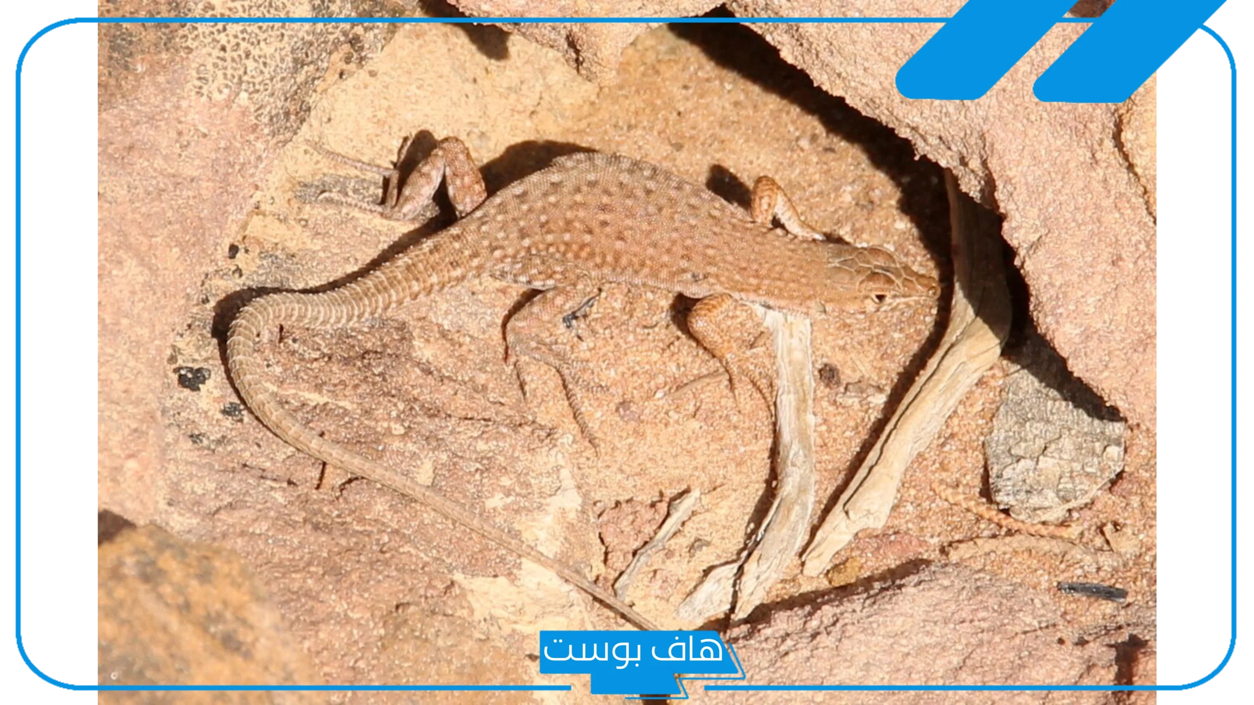 تفسير رؤية السحلية في الحلم للرجل والعزباء والمتزوجة لابن سيرين