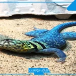تفسير رؤية السحلية في الحلم للرجل والعزباء والمتزوجة لابن سيرين