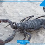 تفسير حلم العقارب السوداء في المنام وقتلها للرجل والعزباء لابن سيرين