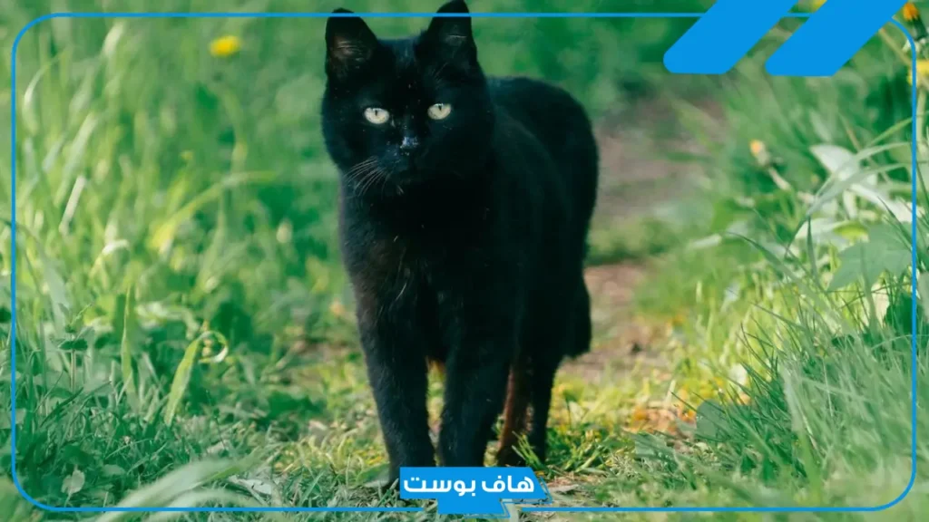 تفسير حلم القطة السوداء للعزباء والخوف منها في المنام لابن سيرين