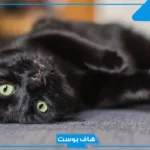 تفسير حلم القطة السوداء للعزباء والخوف منها في المنام لابن سيرين