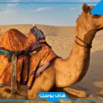 تفسير الحلم بالناقه في المنام للمتزوجة والعزباء والرجل لابن سيرين
