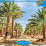 تفسير حلم النخلة في المنام للرجل والمرأة المتزوجة للعالم ابن سيرين