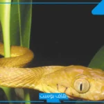 تفسير حلم الثعبان الاسود وقتله للمطلقة والمتزوجة في المنام لابن سيرين