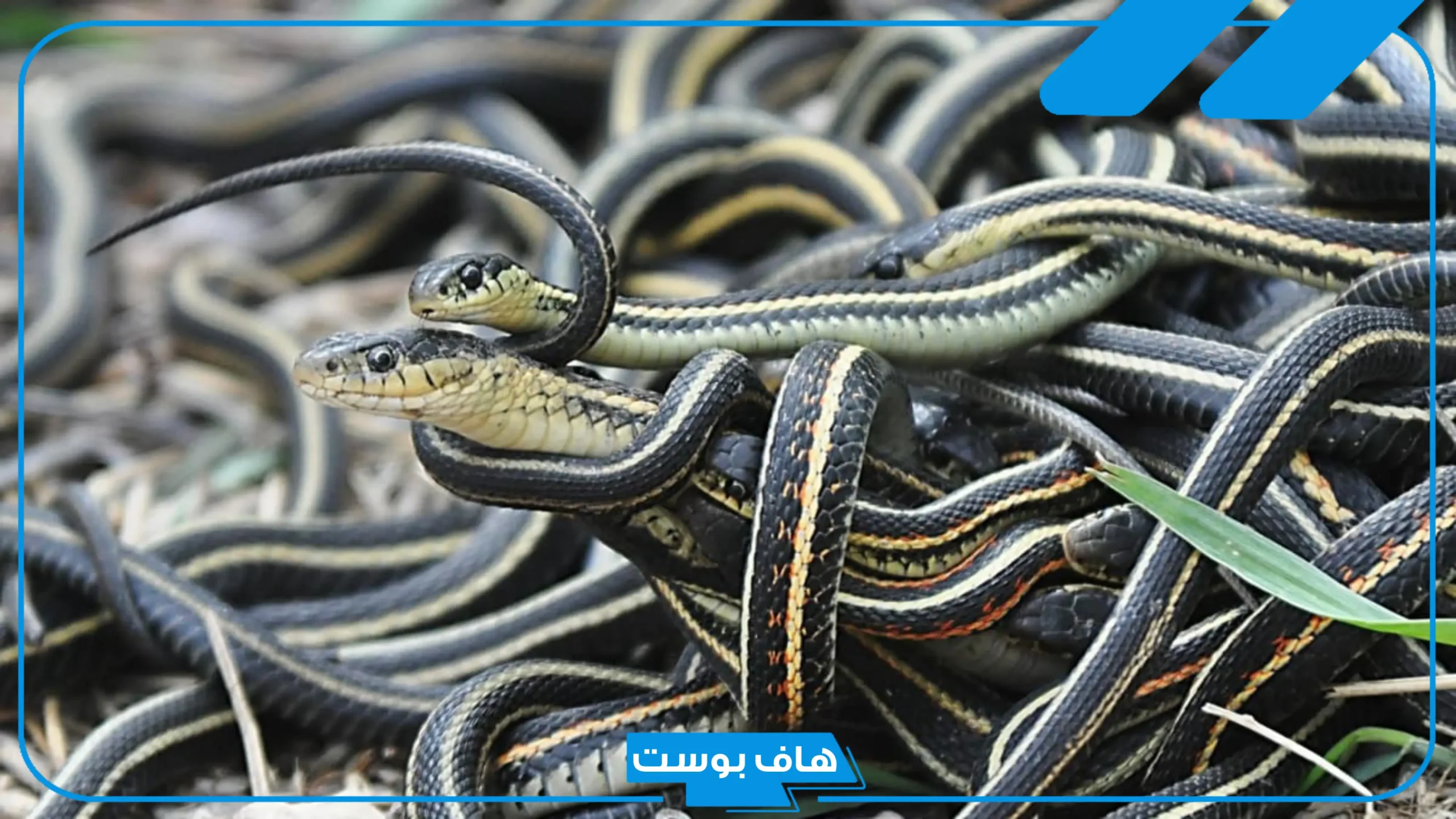 تفسير حلم ثعابين صغيرة في المنام للرجل وللمتزوجة وقتلها لابن سيرين