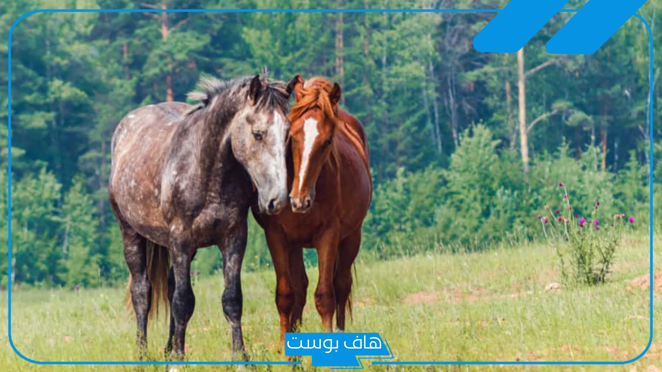 تفسير حلم ركوب الخيل للمتزوجه مع شخص أعرفه في منام المرأة لابن سيرين