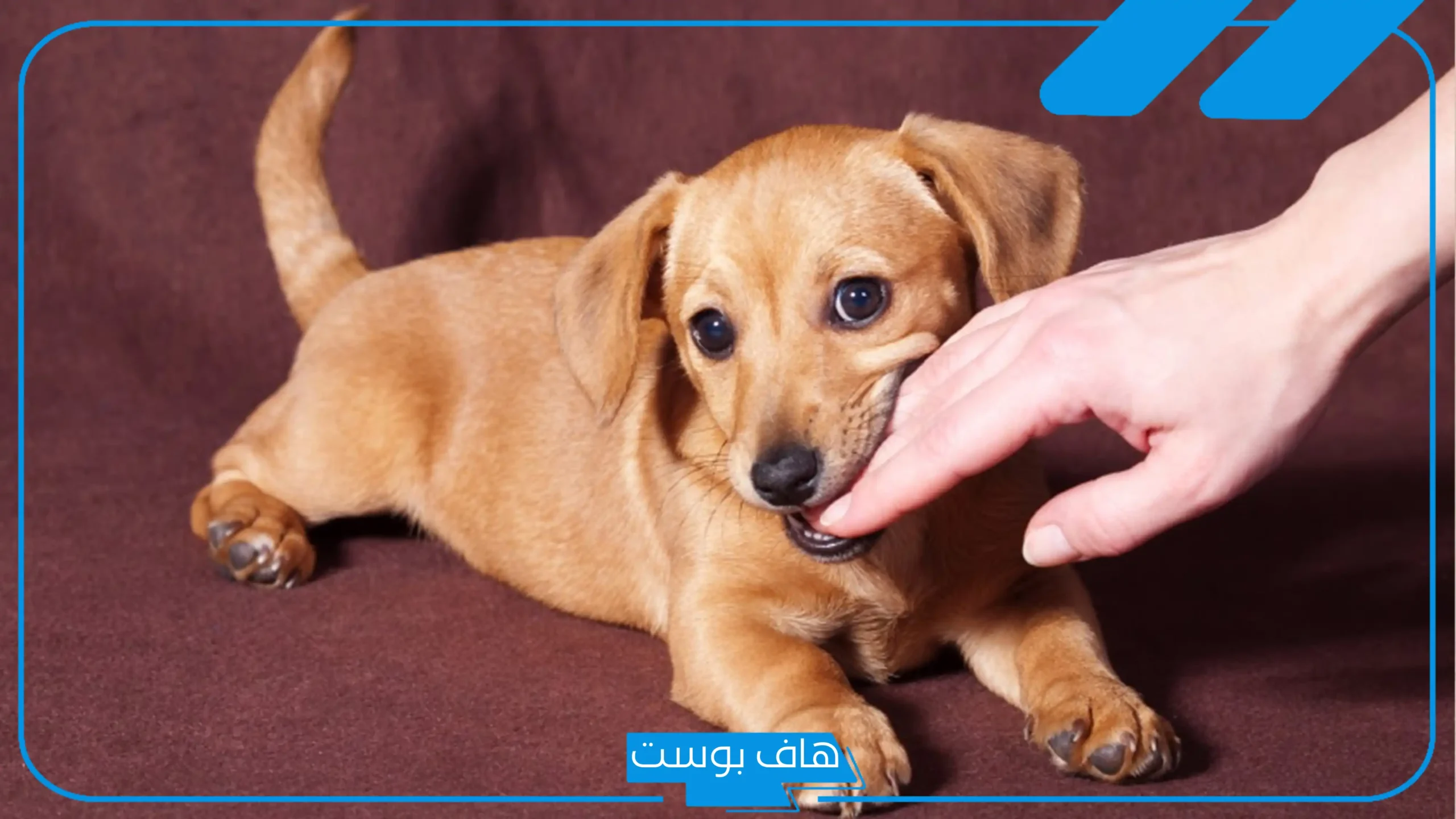 تفسير حلم عضة الكلب في الرجل واليد للمرأة العزباء لابن سيرين