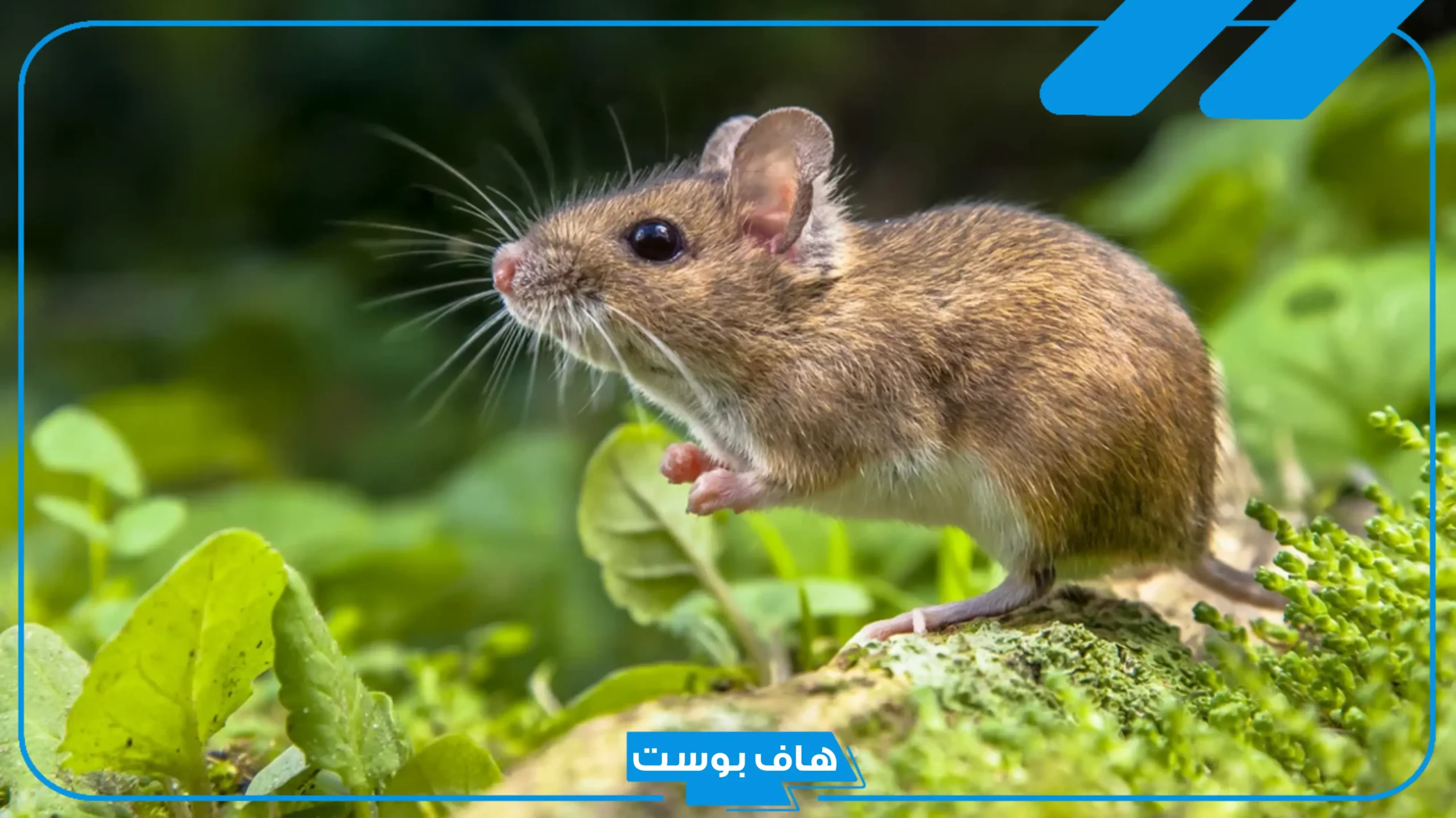 تفسير حلم الفار الصغير في المنام للمتزوجة والرجل للعالم ابن سيرين