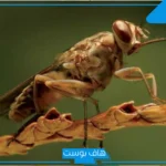 تفسير حلم قتل الذبابة في المنام لابن سيرين للرجل والمرأة العزباء