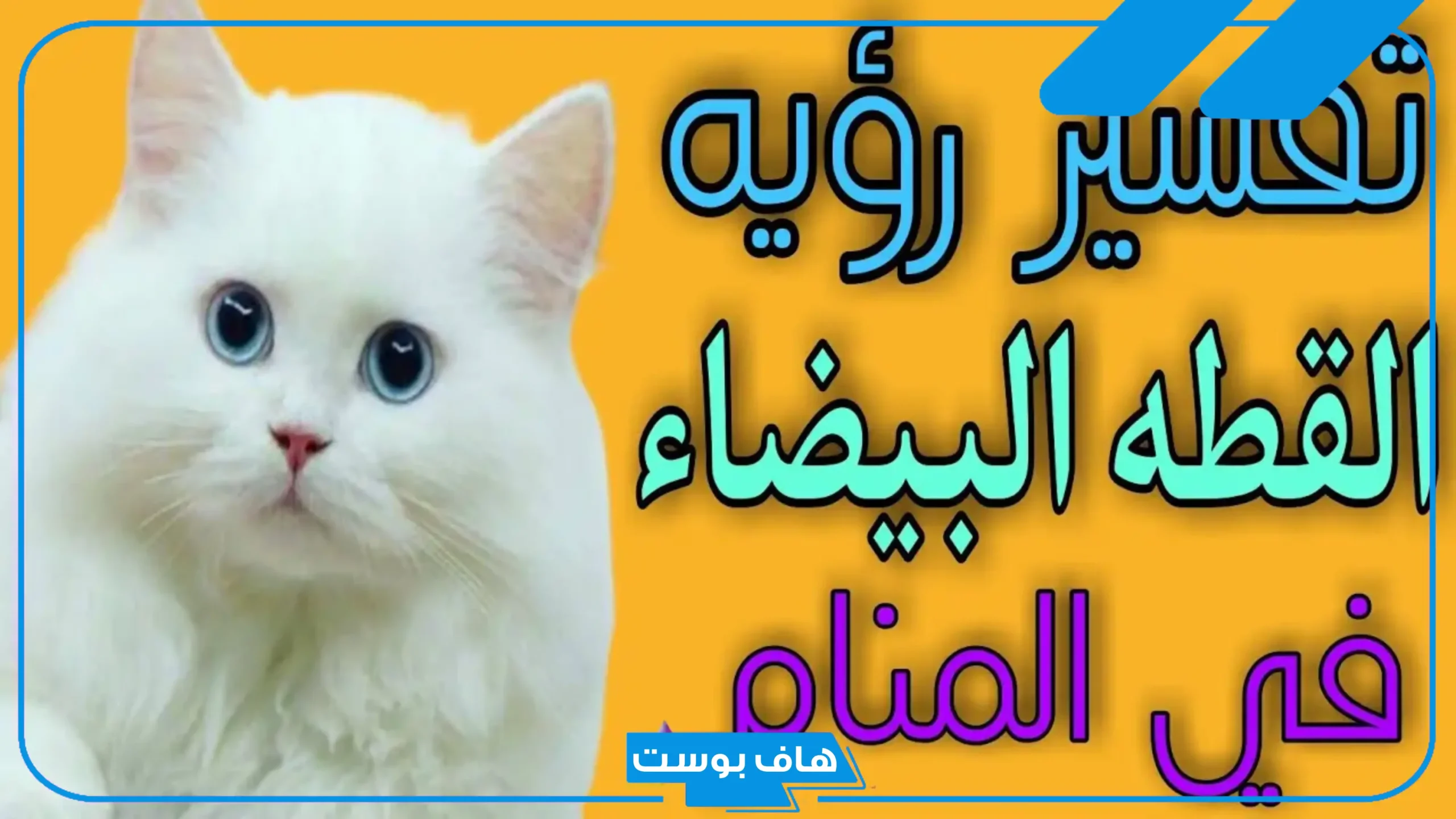 تفسير حلم رؤية القطط البيضاء في المنام للمتزوجة والعزباء لابن سيرين