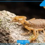 تفسير حلم لدغة العقرب في اليد اليمنى للمتزوجة وخروج دم لابن سيرين