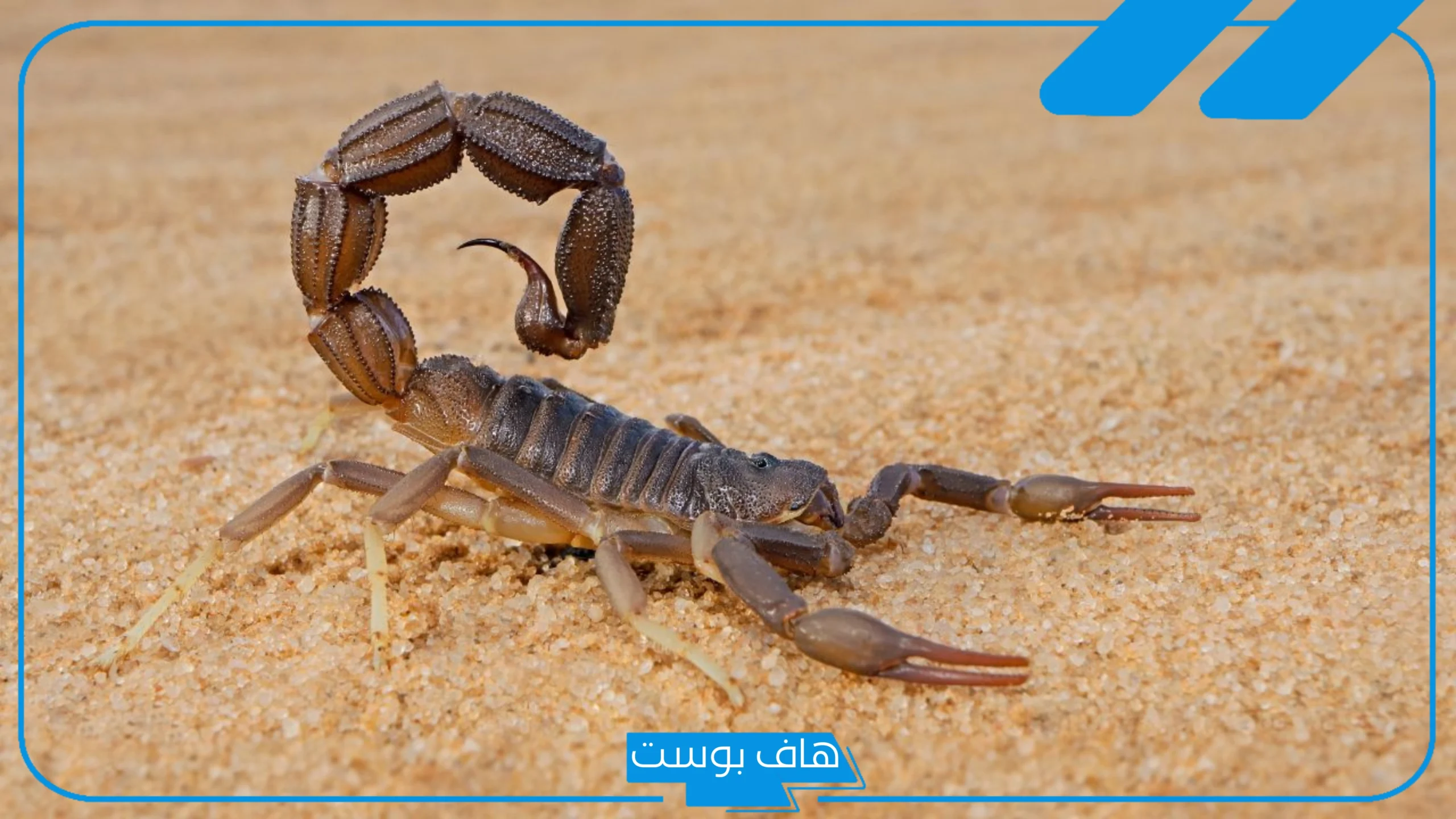 تفسير حلم لدغة العقرب في اليد اليمنى وخروج الدم للعزباء لابن سيرين