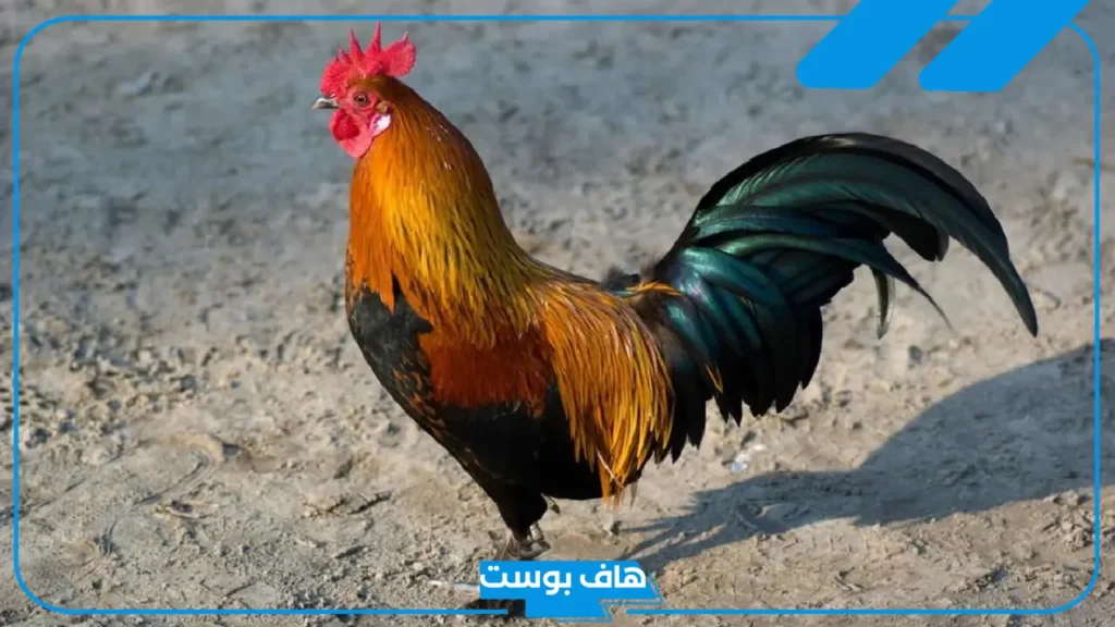 تفسير رؤية الديك في المنام لابن سيرين للحامل والعزباء والمتزوجة