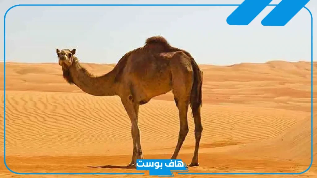 تفسير رؤيا البعير في المنام للمتزوجة والعزباء ورمز الجمل لابن سيرين