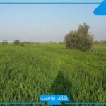 تفسير حلم رؤية ارض خضراء واسعة كبيرة والمشي فيها لابن سيرين