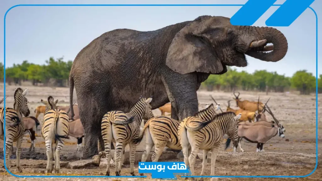 تفسير الحلم بالحيوانات في المنام لابن سيرين للمتزوجة والحامل والعزباء