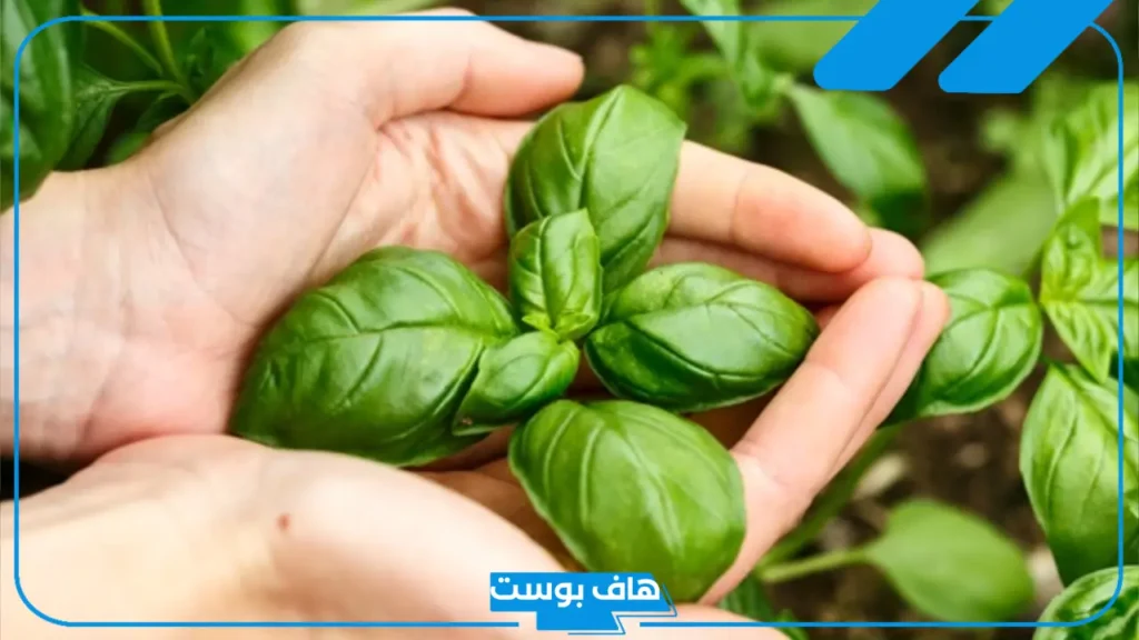 تفسير رؤية الريحان في المنام للمتزوجة والحامل لابن سيرين 