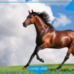 تفسير حلم رؤية حصان بني غامق لابن شاهين في المنام
