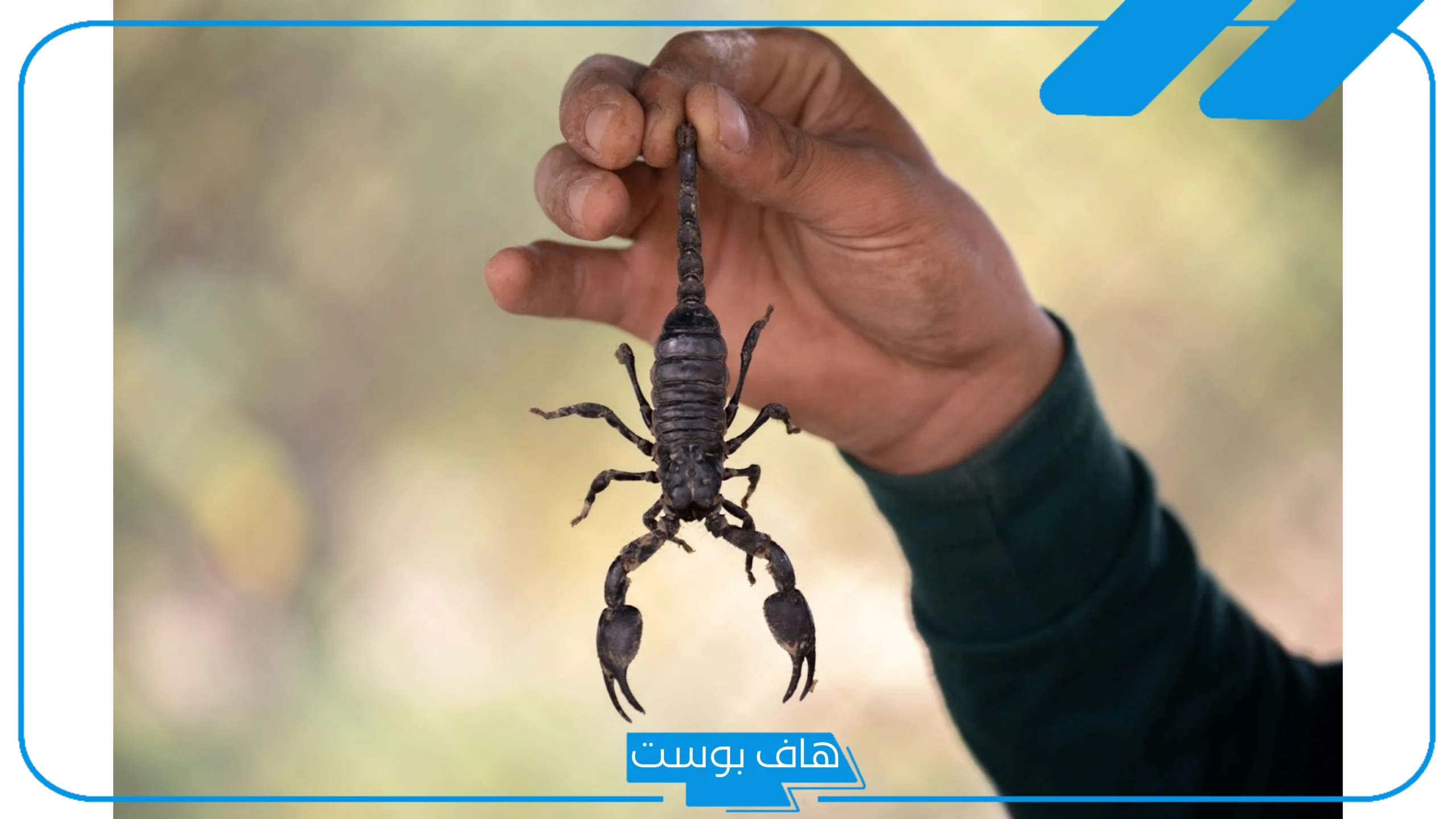 تفسير حلم العقارب السوداء في المنام وقتلها للرجل والعزباء لابن سيرين تفسير حلم العقارب السوداء في المنام وقتلها للرجل والعزباء لابن سيرين