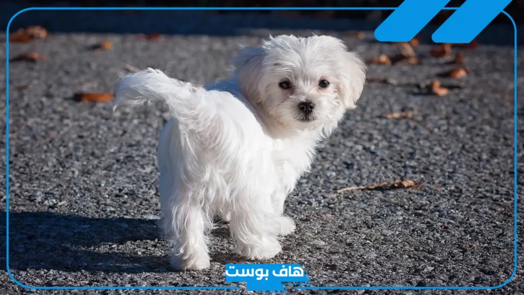 تفسير حلم الكلب الابيض في المنام لابن سيرين للرجل والمرأة المطلقة
