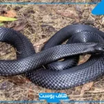 حلمت بثعبان اسود في المنام داخل البيت والخوف منه لابن سيرين