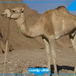 تفسير رؤيا البعير في المنام للمتزوجة والعزباء ورمز الجمل لابن سيرين