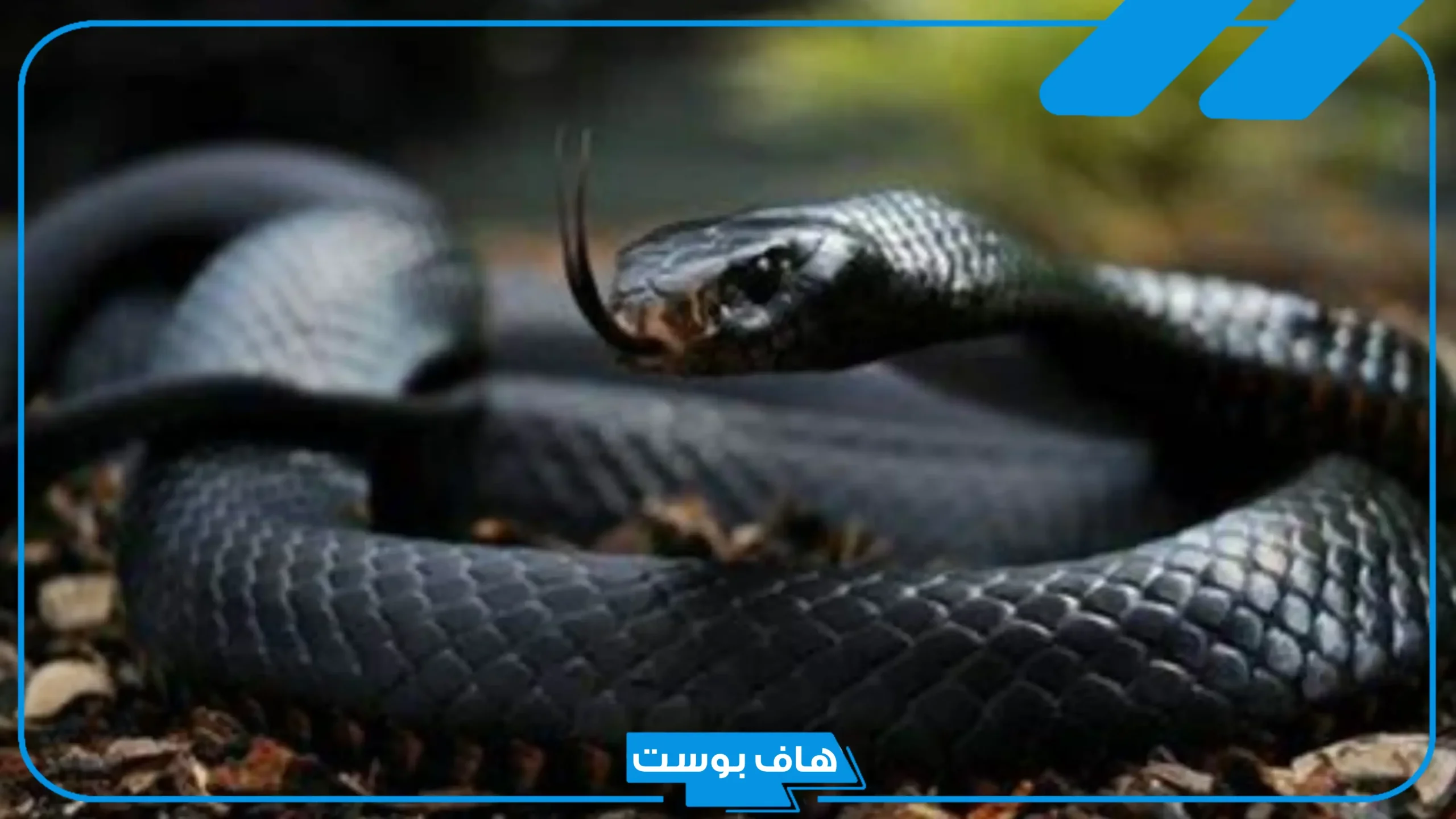 تفسير حلم الحية السوداء في البيت تهاجمني للمتزوجة لابن سيرين