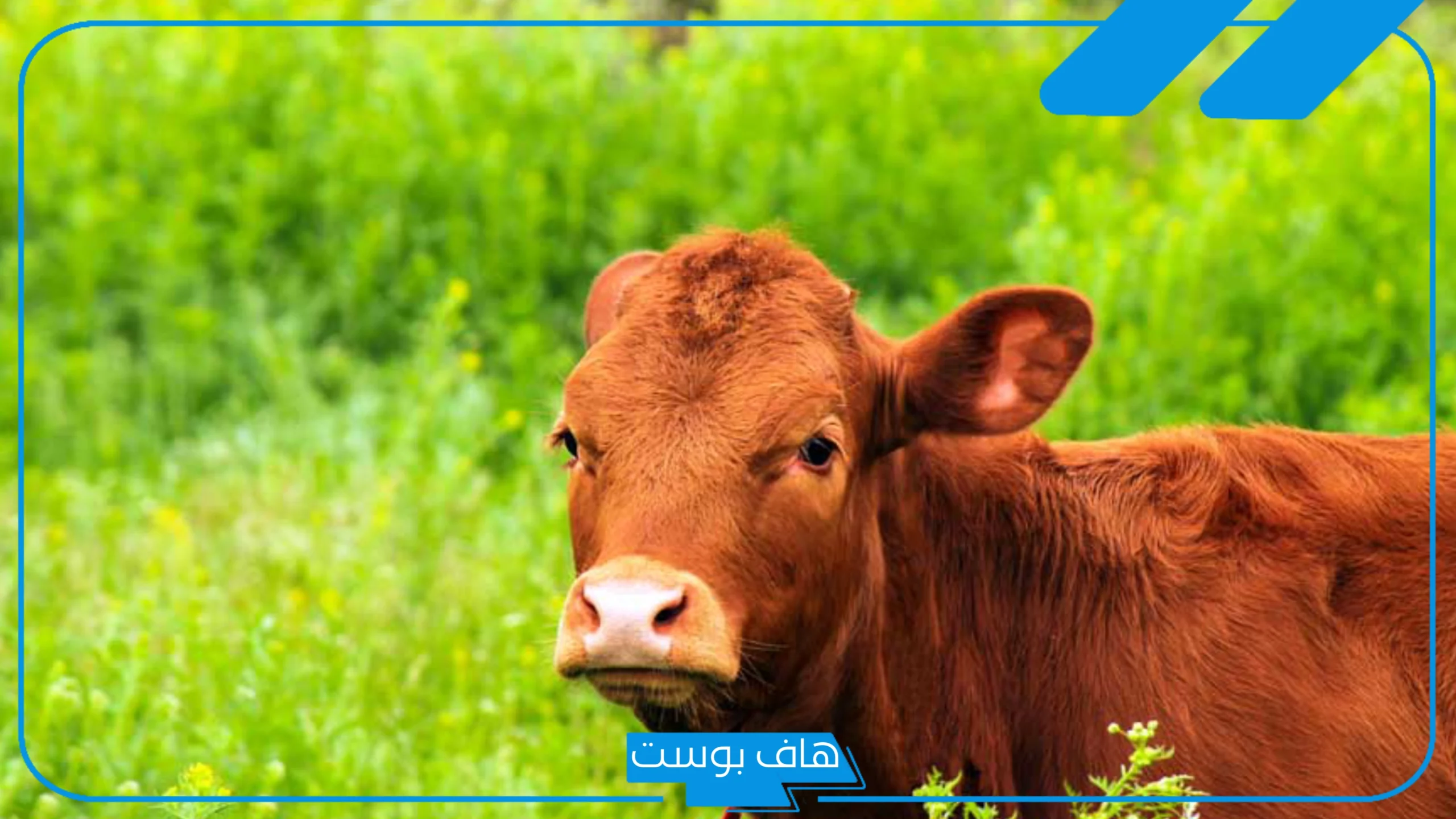 تفسير البقرة في المنام للمتزوجة والعزباء للعالم ابن سيرين