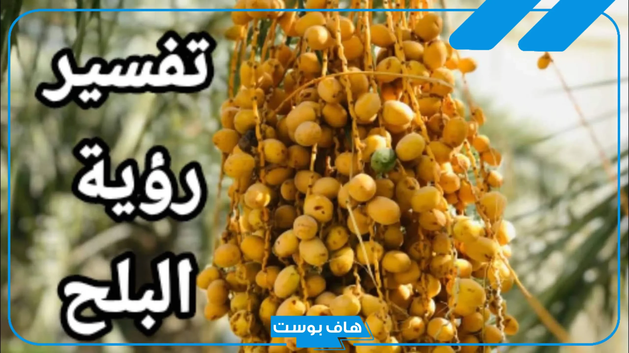 تفسير حلم رؤية البلح في المنام للرجل والمرأة المتزوجة والعزباء لابن سيرين