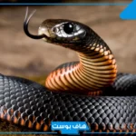 تفسير حلم الثعابين الصغيرة في المنام للمتزوجة والعزباء وقتلها عند ابن سيرين