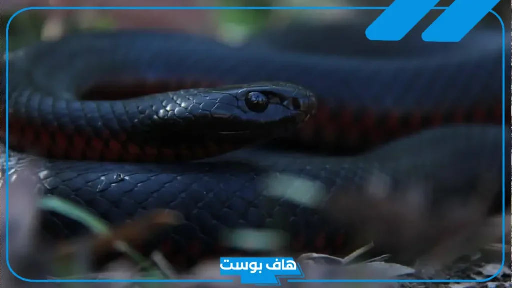 حلمت بثعبان اسود في المنام داخل البيت والخوف منه لابن سيرين